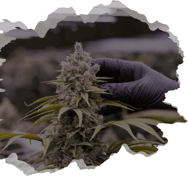 Cannabis bud — Hemp Temps contact