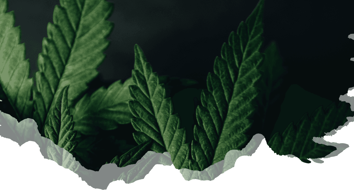 Cannabis leaves — Hemp Temps services