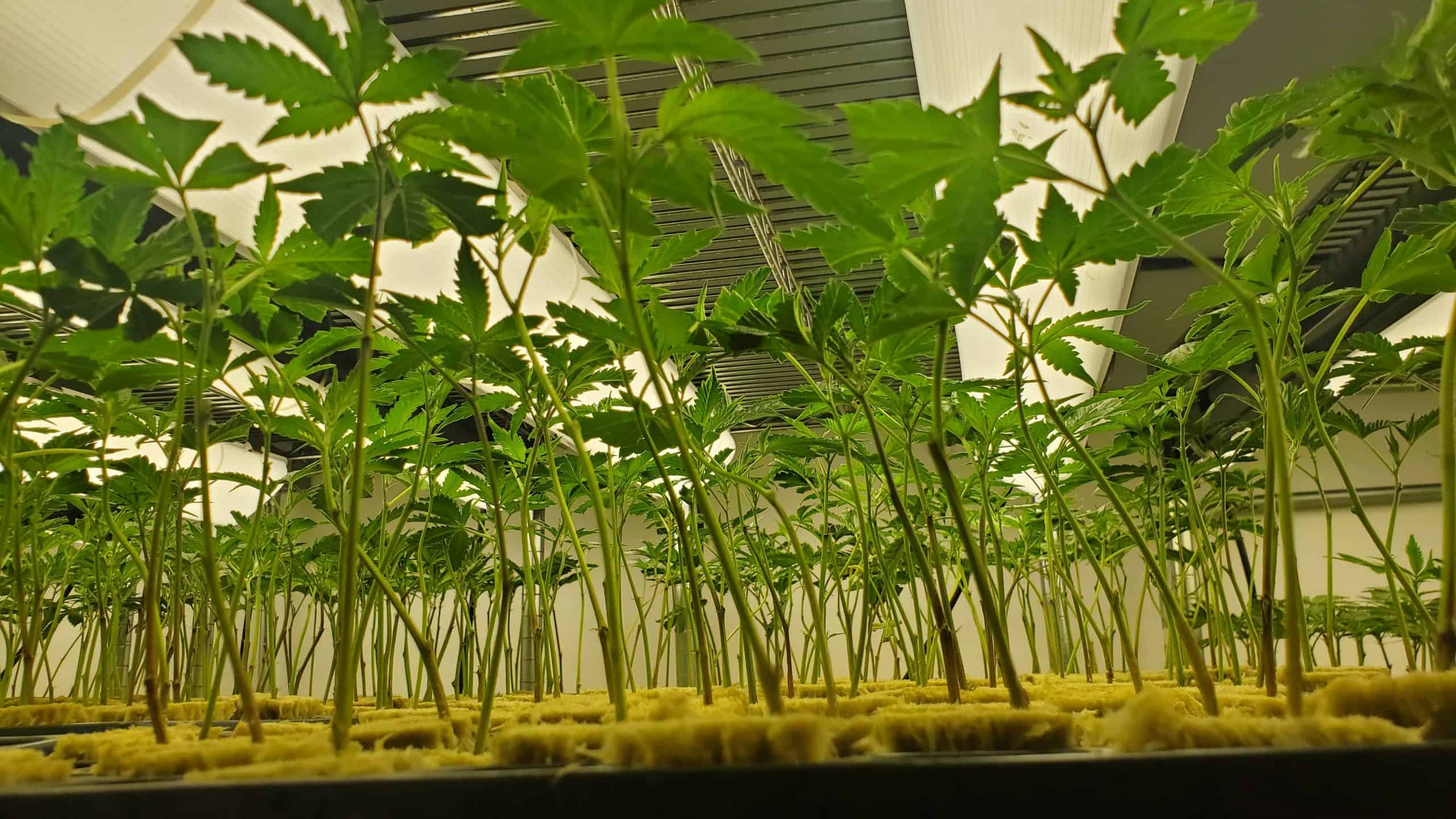 Top 10 Best Careers in Cannabis, UPDATED 2024