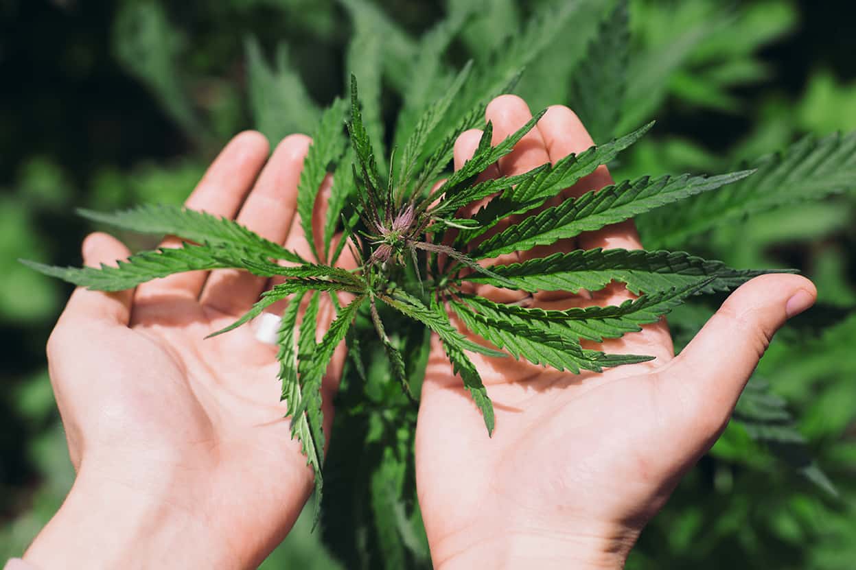 Cannabis Business Payroll and HR, a better way in 2024