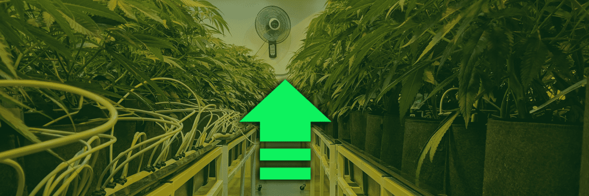 Huge Gains for the Marijuana Industry in 2021