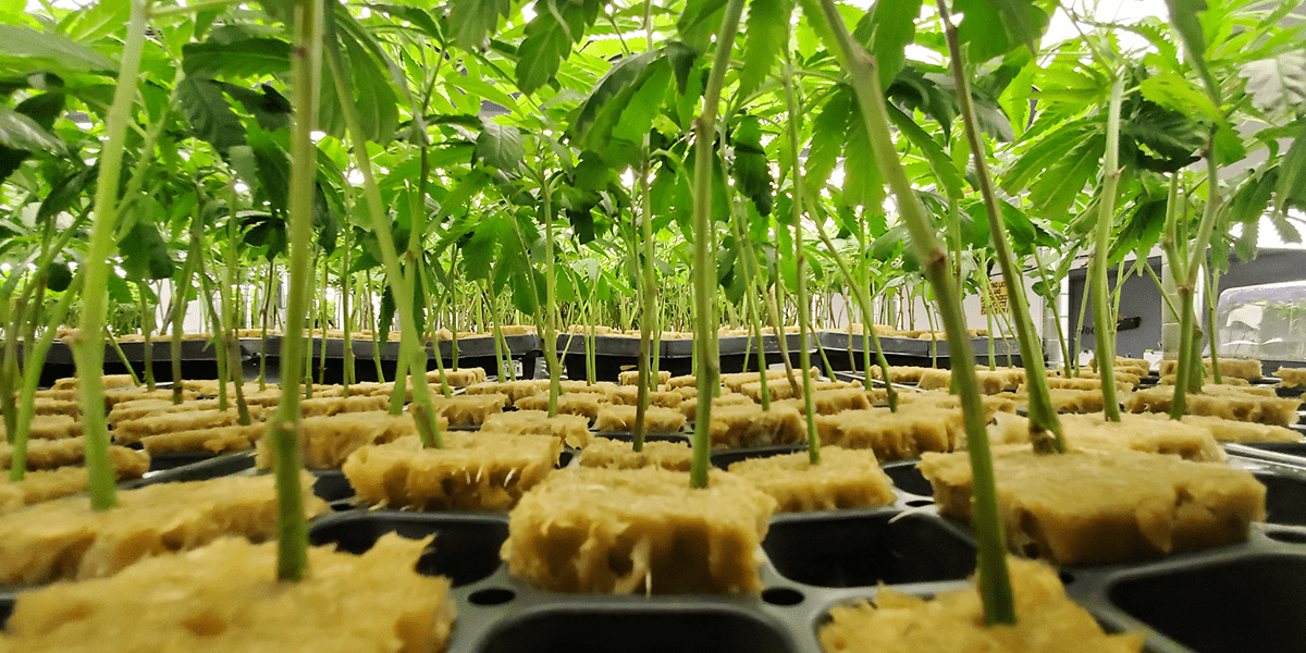 Why Small Cannabis Businesses Should Look at Temp Agencies