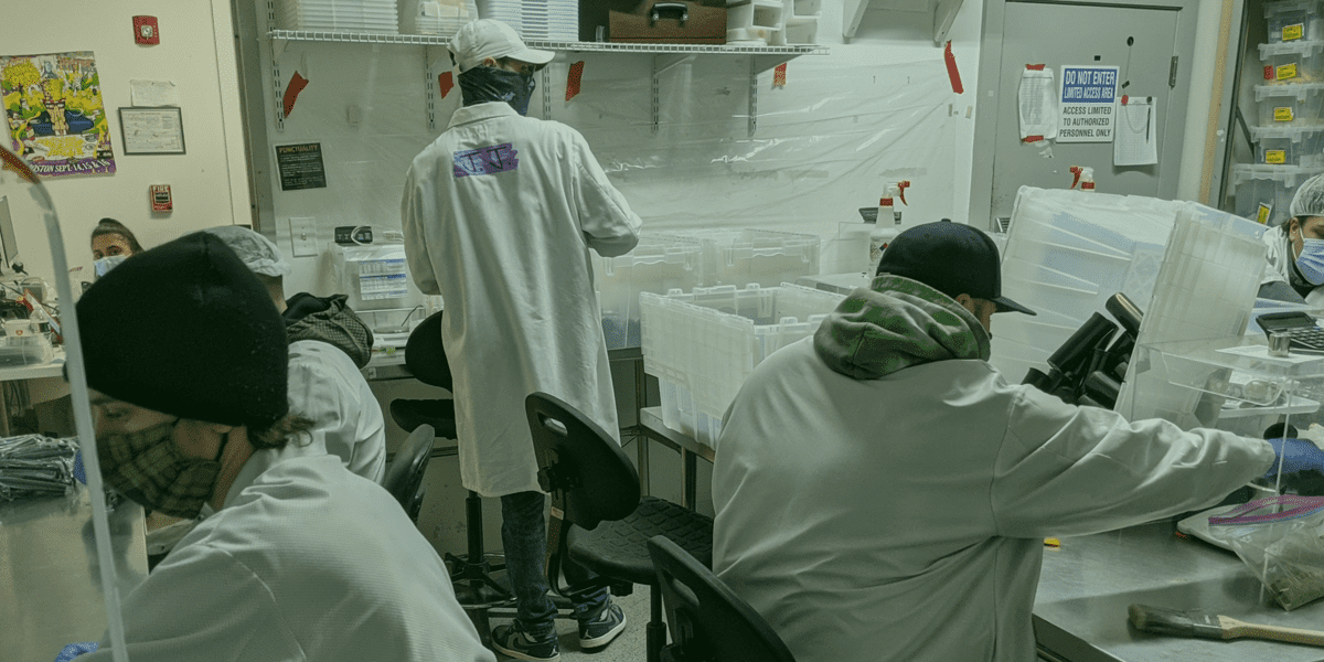 Top Cannabis Careers in 2022