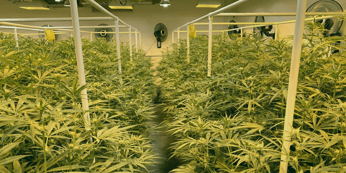 Careers In Cannabis: Part 2