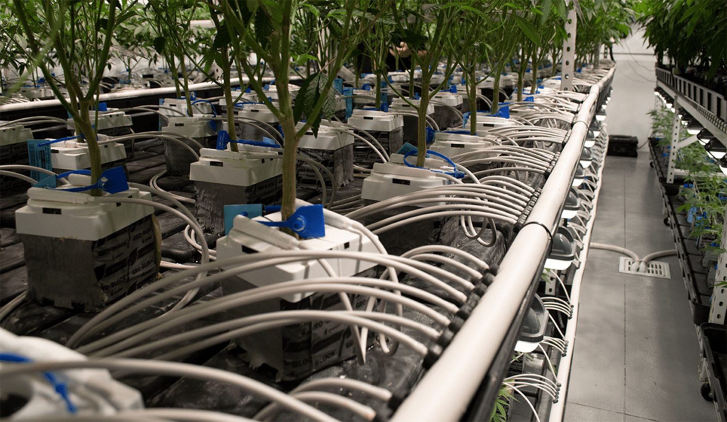 Hemp Temps’ Co-Founder and CEO, John Paul (JP), talks Cannabis Grow Facilities with Next Big Crop