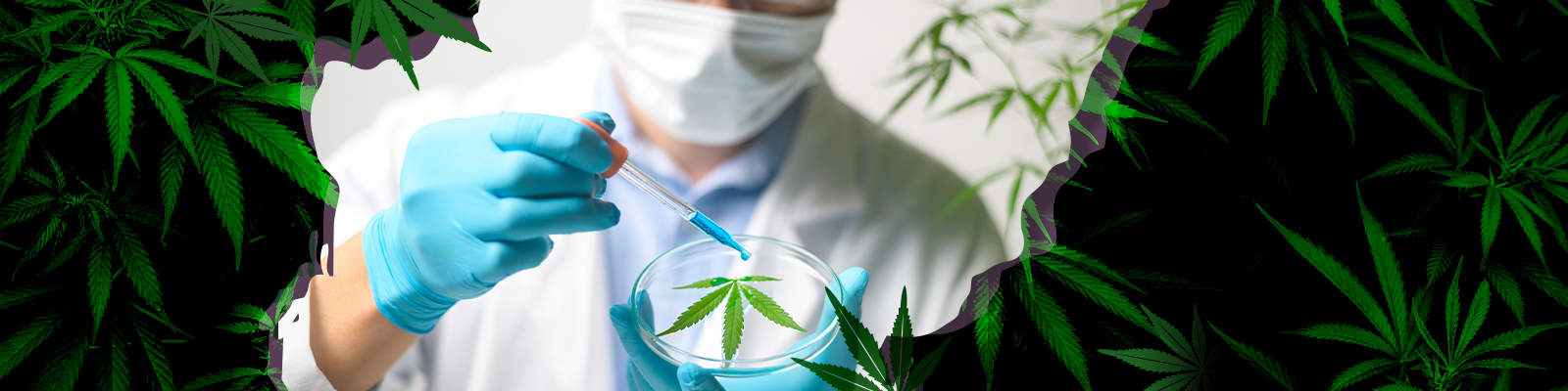 Highest Earning Cannabis Careers