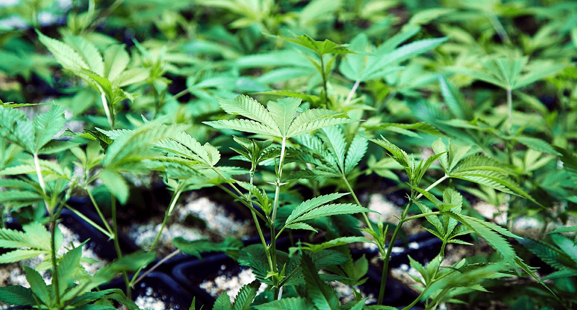 How Temp Workers Jumpstart Permanent Careers in Cannabis