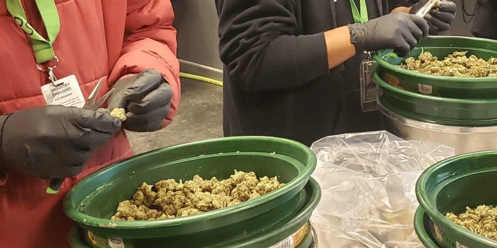 cannabis business payroll and hr temp workers trimming