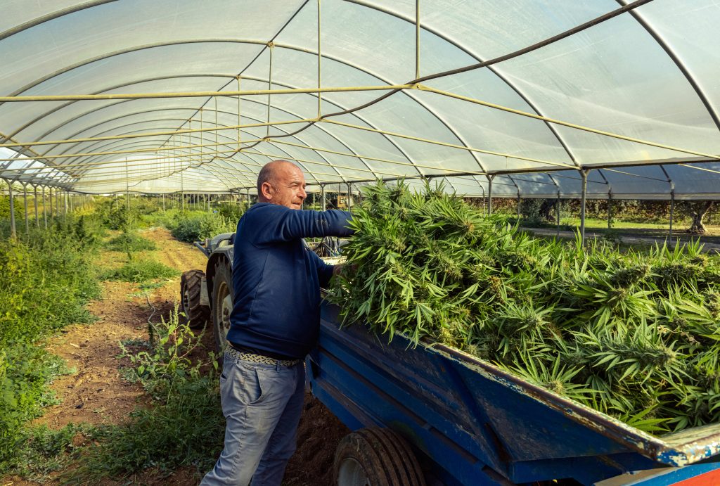 farmer worker harvesting marijuana puts cutted pl 2023 11 27 05 17 48 utc