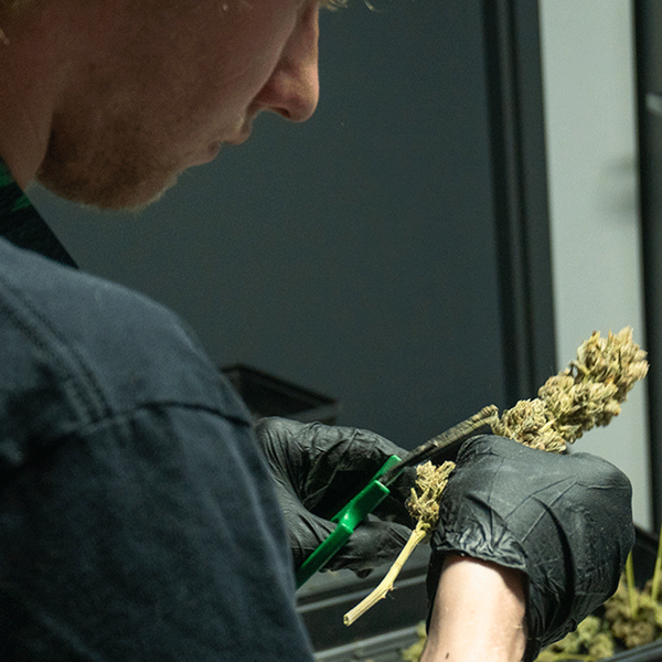 careers in cannabis trimming