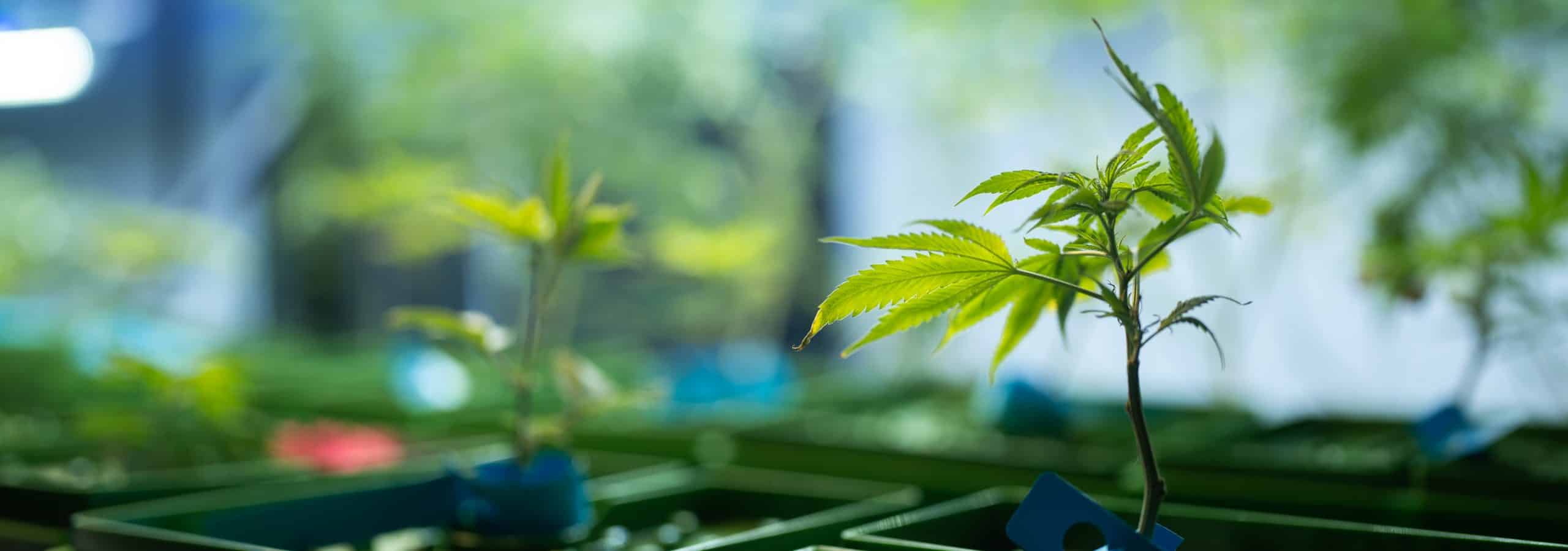 Cannabis Legalization, A Look Back at 2022